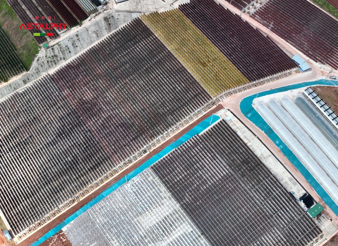 從雨生紅球藻到天然蝦青素， 智商稅還是真科技？